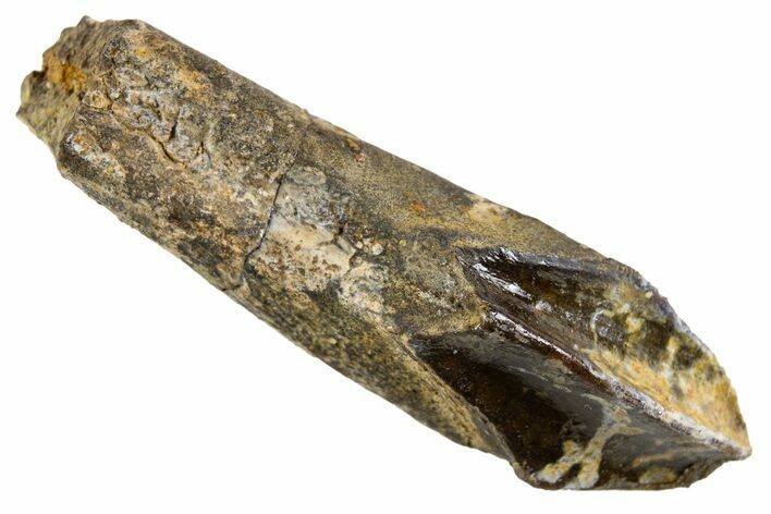 Fossil Hadrosaur (Edmontosaurus) Rooted Tooth - Montana #340959